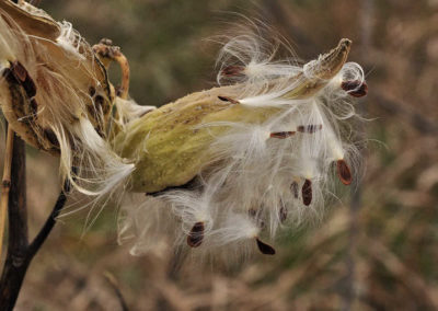 Common Milkweed pods
