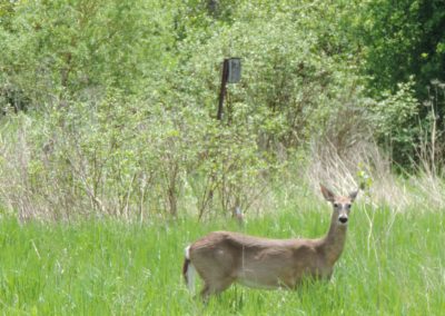 Deer west of the south pond