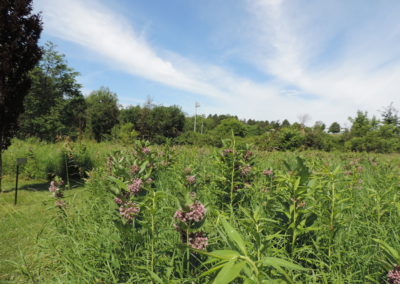 Field of Milkweed