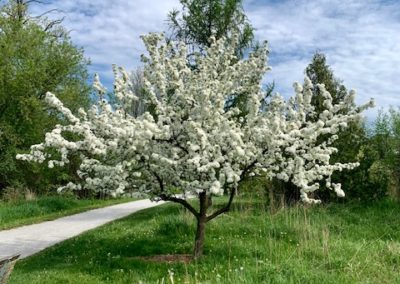 Specimen tree in spring