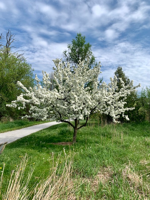 Specimen tree in spring